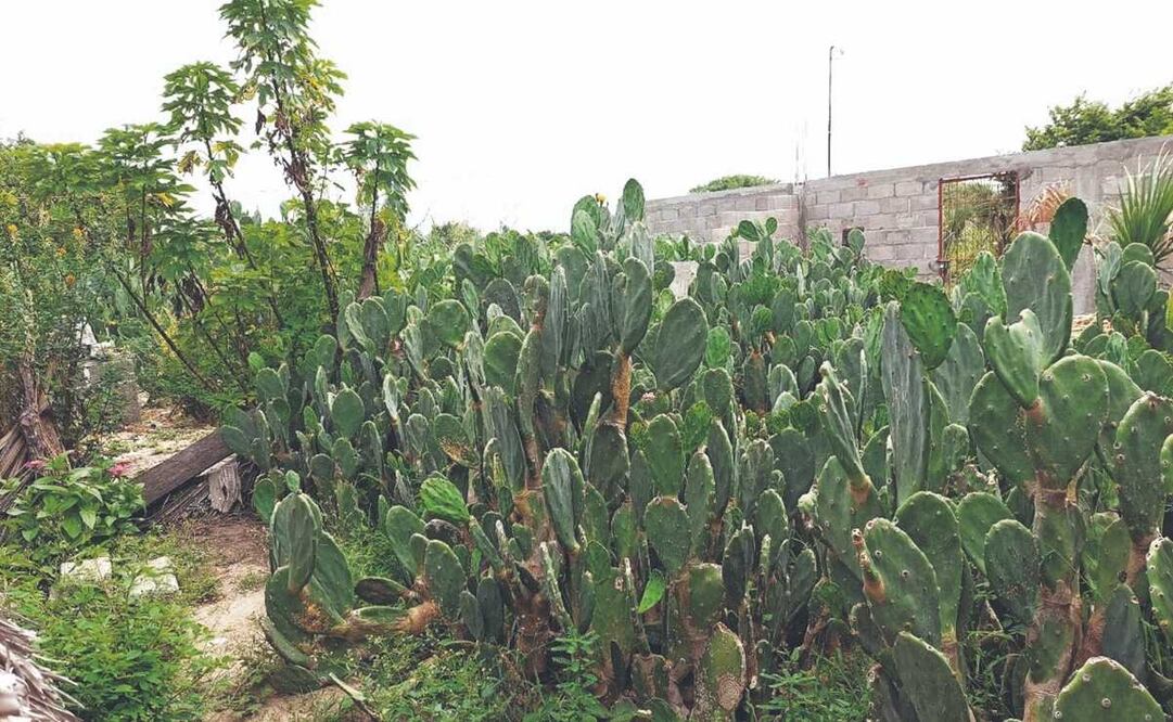 Por lluvias tardías, cambian cempasúchil por nopales y cebollas en el Istmo de Oaxaca. Foto: Especial