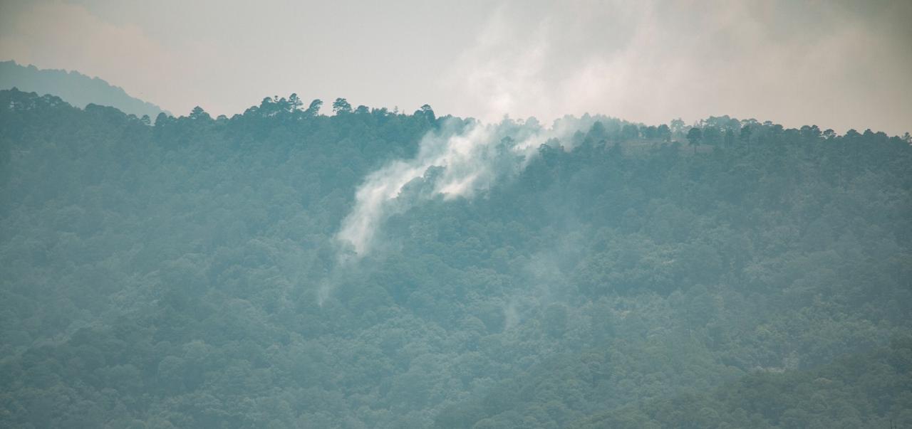 Pierde Oaxaca flora y fauna única por incendios; fuego lleva semanas consumiendo zonas naturales protegidas