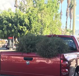 Reciclarán árboles naturales de Navidad para dar nueva vida a futuras plantas
