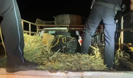 Asegura GN en Oaxaca 144 kilos de marihuana, escondida entre pacas de milpa seca