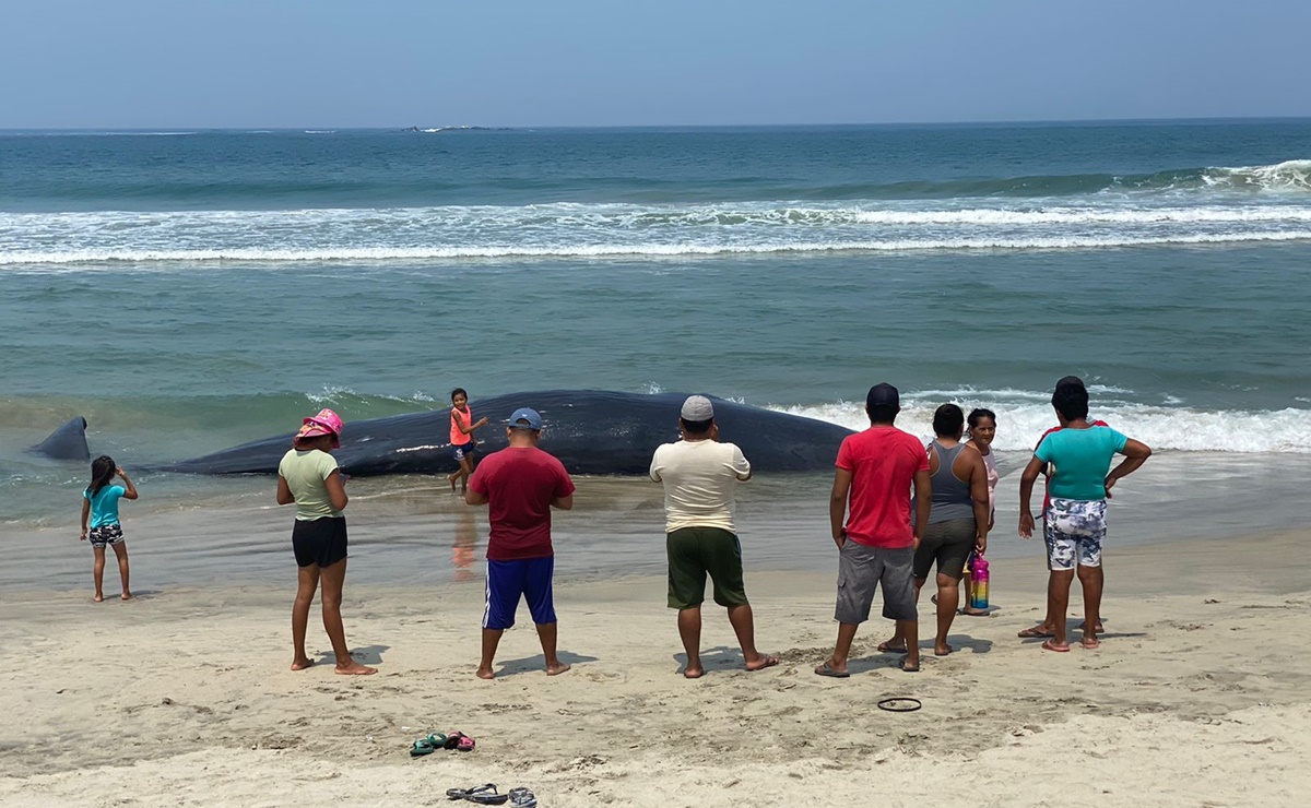 Muere cachalote de 12 metros en playa de Chipehua, Oaxaca, tras encallar en la arena