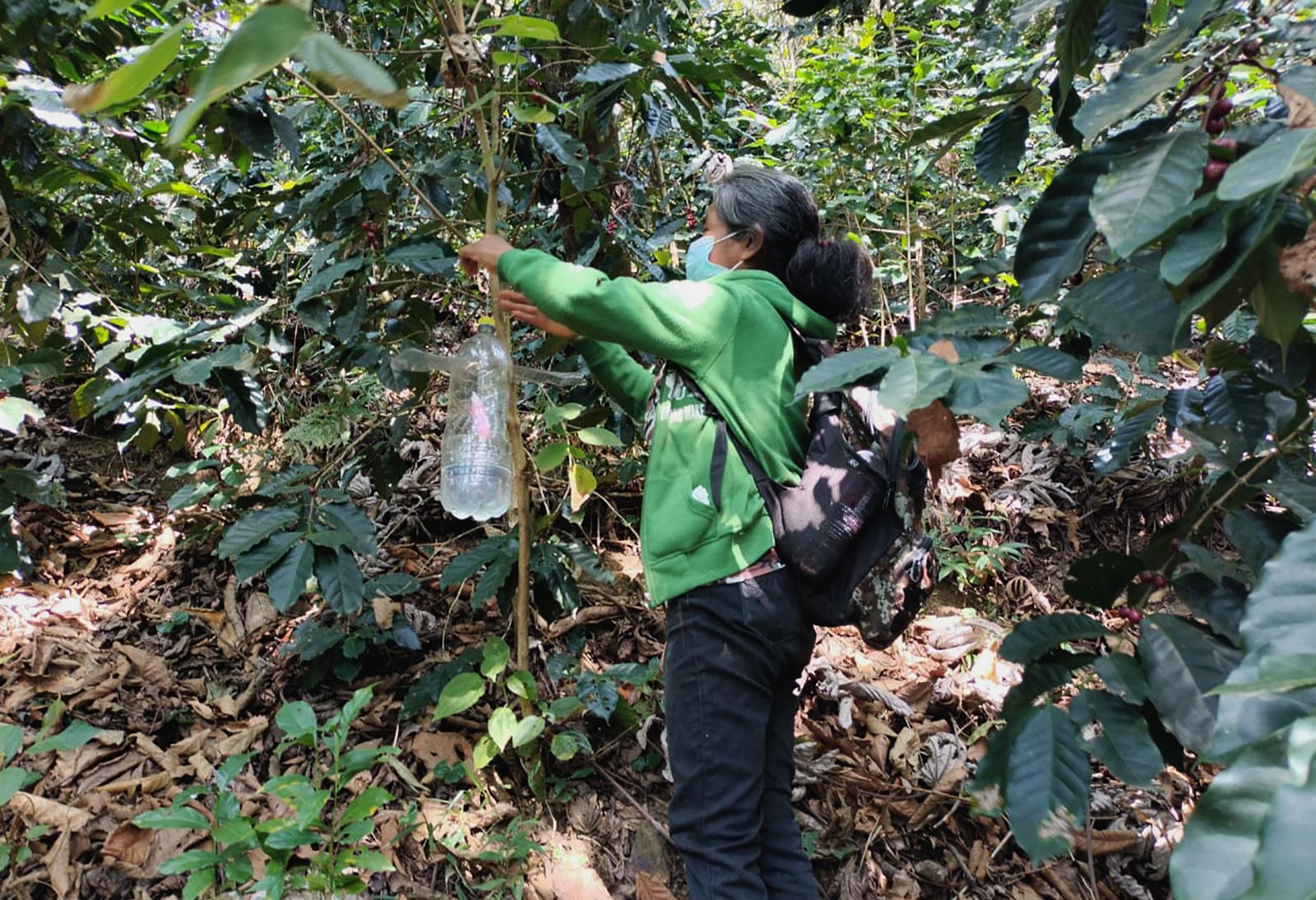 Reportan 500 hectáreas de cultivo de café afectada por la plaga del barrenador de la rama en Oaxaca