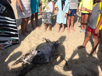 ¿Qué es la marea roja que ha matado a 292 tortugas en costas oaxaqueñas?
