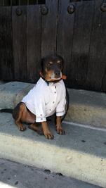 Por Guelaguetza, visten con guayabera a "Mazapán", el perro más famoso de Oaxaca