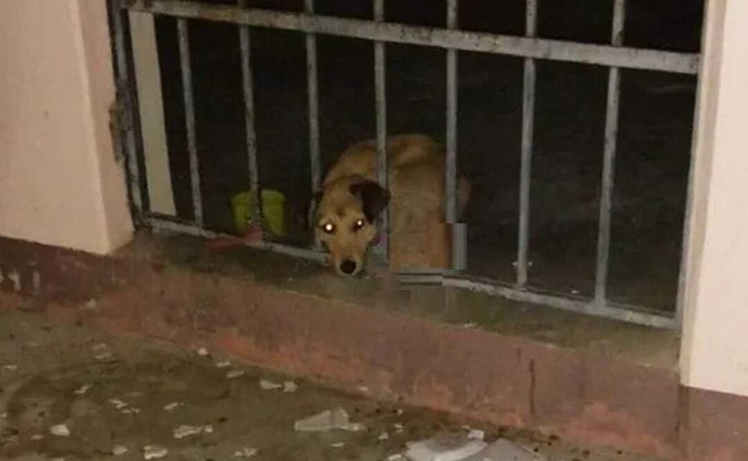 Encarcelan a otro perrito en Oaxaca; piden intervención del gobierno estatal. Foto: Especial
