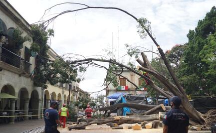 Imposible volver a levantar segundo laurel caído del zócalo; bomberos lo retiran