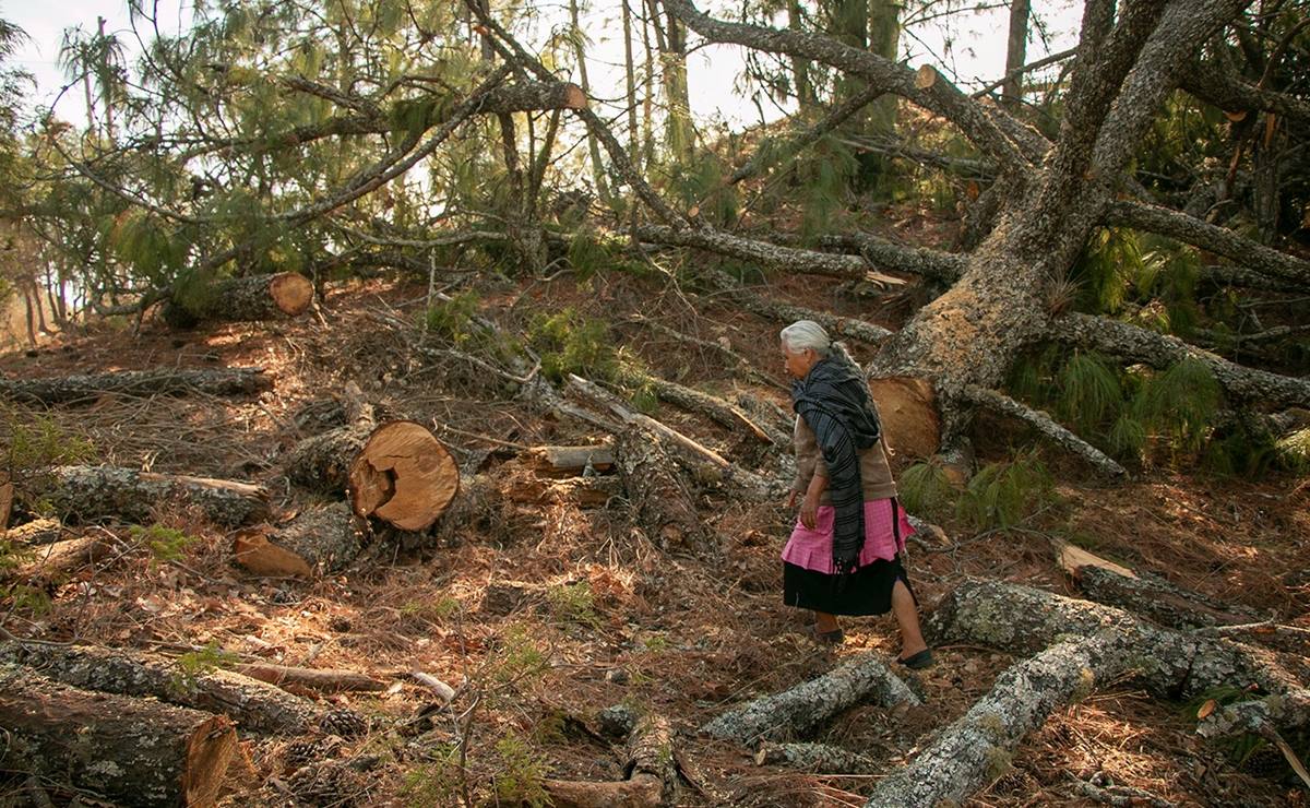Acusan ecocidio en Oaxaca por tala en bosques de Juxtlahuaca para programa de manejo forestal
