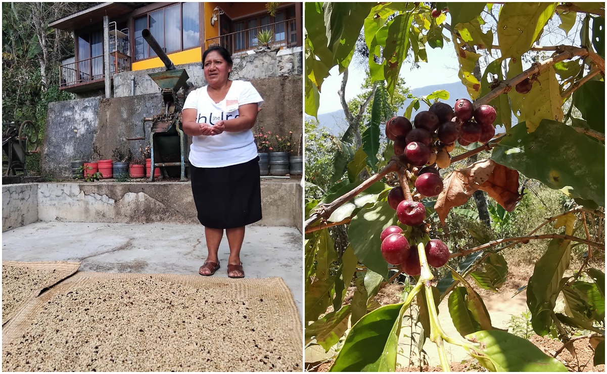 Productores de café en Pluma Hidalgo, Oaxaca. Fotos: Especiales