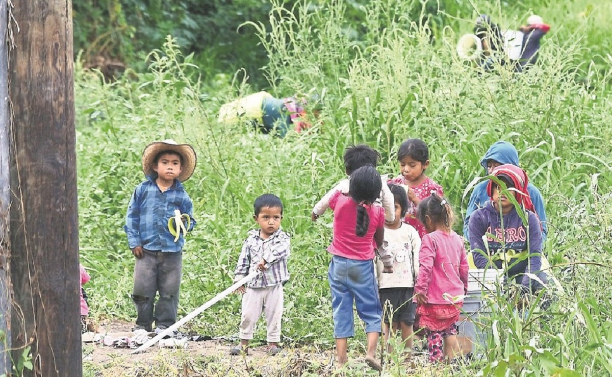Niños jornaleros: 20 pesos diarios y apenas van a clases