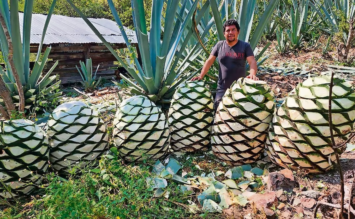 Era Trump pega a productores de totopos y mezcal en Oaxaca