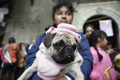 Bendicen a mascotas oaxaqueñas en Día de San Ramón