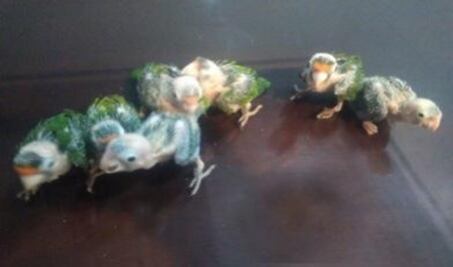 Aseguran pericos en el Istmo; permanecerán bajo resguardo de la Profepa