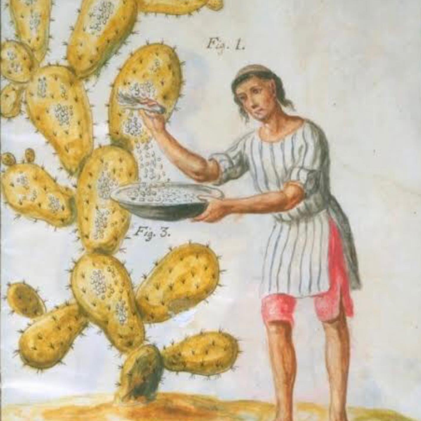 Foto: Nocheztlicalli-Museo Ecológico de Grana Cochinilla y Nopal.