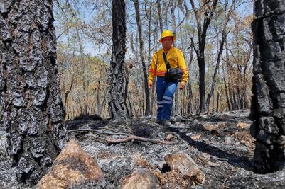 Reanudan clases tras sofocar incendios forestales