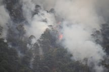 Oaxaca ha perdido 490 mil hectáreas de bosque; daños se concentran en 11 municipios 