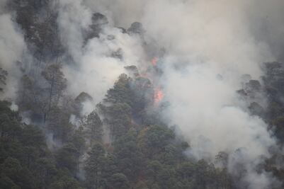 Oaxaca ha perdido 490 mil hectáreas de bosque; daños se concentran en 11 municipios 