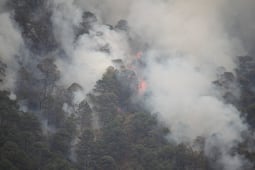 Oaxaca ha perdido 490 mil hectáreas de bosque; daños se concentran en 11 municipios