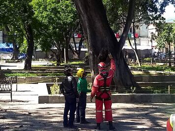 Entregan ambientalistas plan para arbolado en zócalo de Oaxaca; urgen capacitar funcionarios