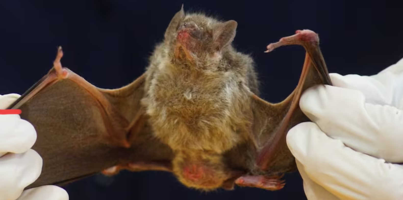 Confirman caso de rabia en Oaxaca: murciélago mordió a mujer en Santa María Tonameca