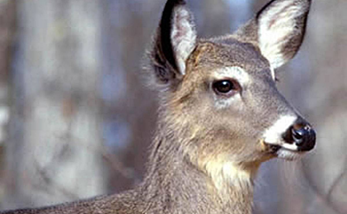 En Huatulco, Oaxaca, la especie de venado más común es la cola blanca. Foto: Especial