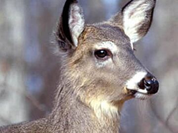 VIDEO: Captan a venado nadando entre turistas en playa de Huatulco