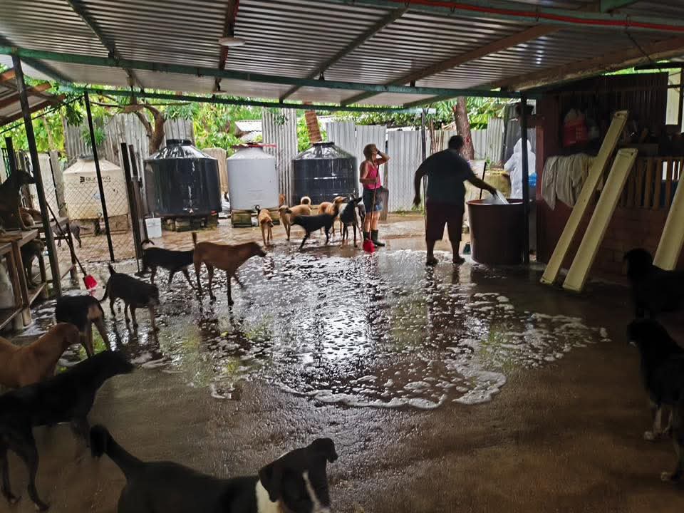 Los perritos tuvieron donde resguardarse durante el impacto del huracán Erick.