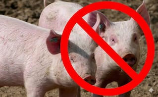 Prohíben la crianza de cerdos dentro de la población de San Francisco del Mar, Oaxaca  