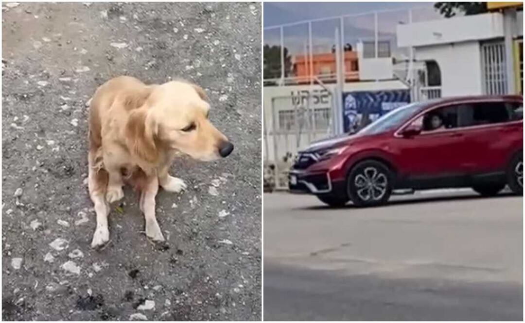 Atropellan y dejan herido a perrito en la URSE; fiscalía de Oaxaca indaga crueldad animal. Foto: Capturas de videos