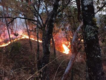 11 incendios consumen bosques de Oaxaca, 9 iniciaron en las últimas 24 horas
