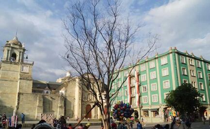 Gusano barrenador azota a guamúchil plantado en el zócalo de Oaxaca; estará en observación 30 días