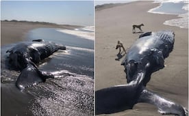 Hallan ballena muerta en la playa de San Mateo del Mar; piden a la población no acercase a la zona  