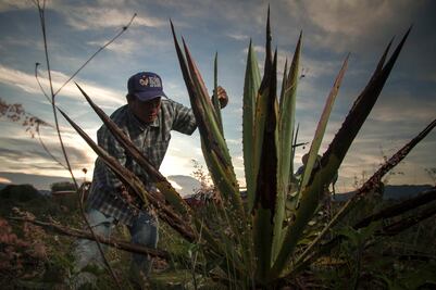 Fotógrafo oaxaqueño lleva el mezcal al Campo Marte