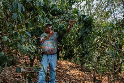 El renacer del café mixteco: tras vencer plagas, productores de Oaxaca logran excelencia en granos de especialidad