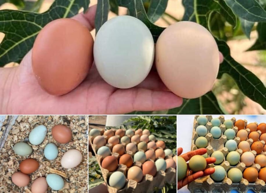 Huevos de colores de Oaxaca y el origen de su peculiar pigmento. Foto: Xúb Maíz