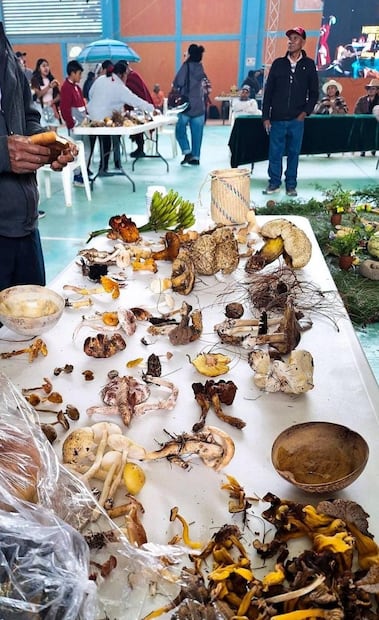Registran cerca de 49 especies de hongos, en el festival de hongos en la Mixteca de Oaxaca. Foto: Especial.