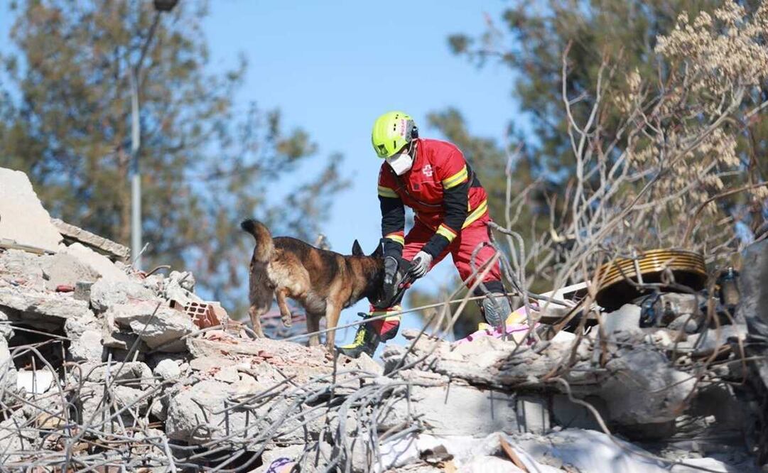 VIDEO ¡Patas a la obra! Así laboran los binomios caninos mexicanos en Turquía, tras devastador terremoto. Foto: Foto: Twitter @m_ebrard