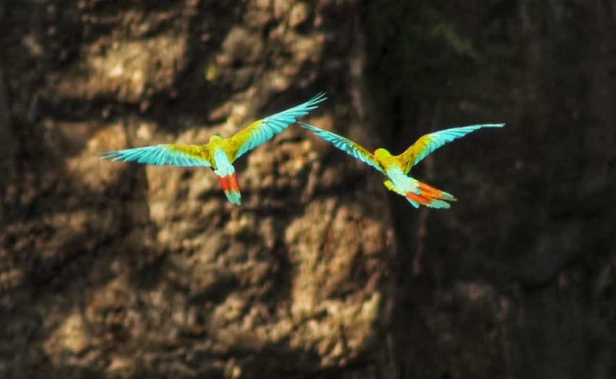 Instalan el Grupo de Trabajo de Aves Silvestres de Oaxaca, entidad con la mayor cantidad de especies del país