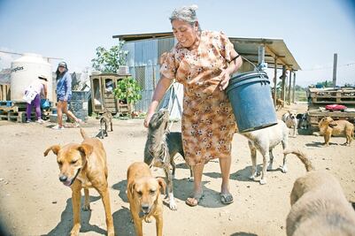 Desbordado, refugio de perros en Zaachila