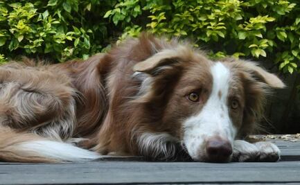 Pirotecnia en Oaxaca, cómo actuar si tu perro padece una crisis nerviosa por los cuetes