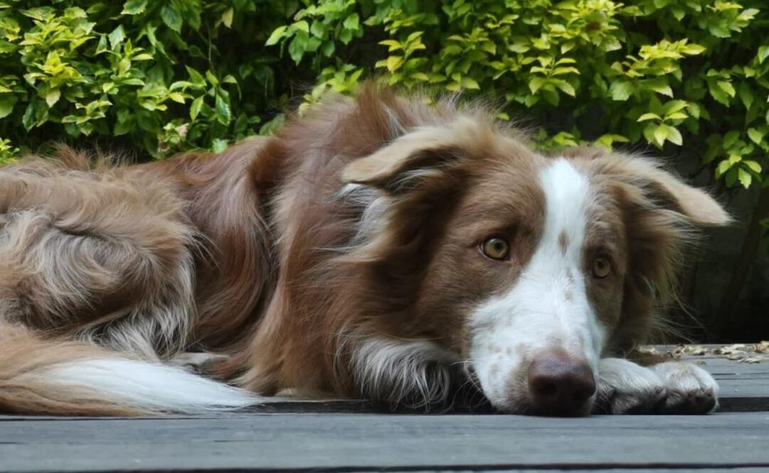 Pirotecnia en Oaxaca, cómo actuar si tu perro padece una crisis nerviosa por los cuetes. Fotos: Edwin Hernández