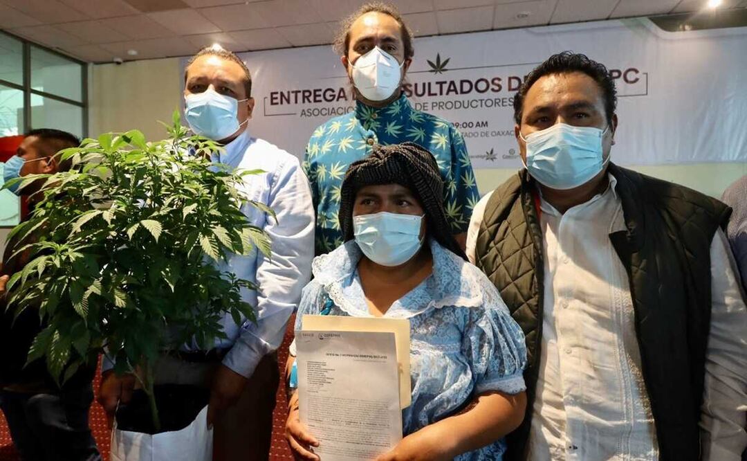 Daniel Ramírez López, de la Consultoría Agroalimentario (COAGRO), dijo que esta es la primera etapa para poder empezar a desarrollar la industria de la cannabis en México. Foto: Tomada de Twitter @cesarmateos_oax