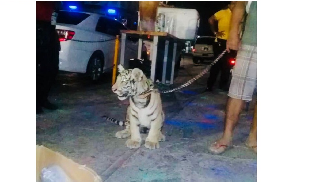 Asegura Profepa tigre que paseaba su dueño en Salina Cruz