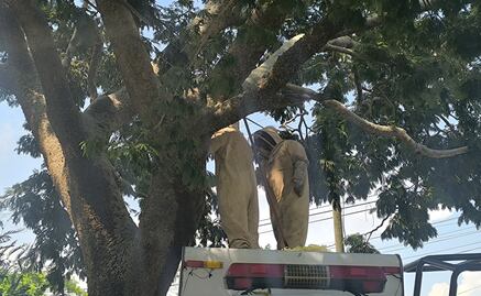 Abejas africanas atacan a grupo de personas en Juchitán, Oaxaca; 18 de ellas fueron trasladadas a un hospital