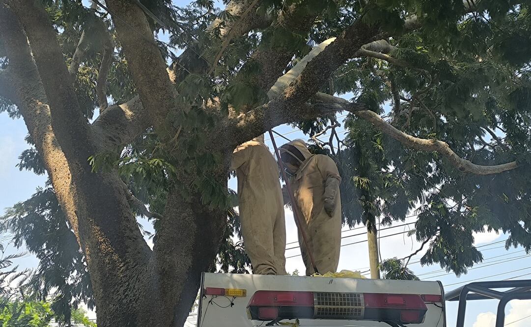 Protección Civil atendió el reporte por el ataque de abejas africanas en Juchitán. Foto: Especial
