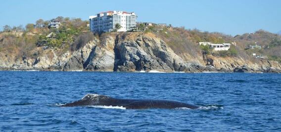 Reportan primeros avistamientos de ballenas en costas oaxaqueñas