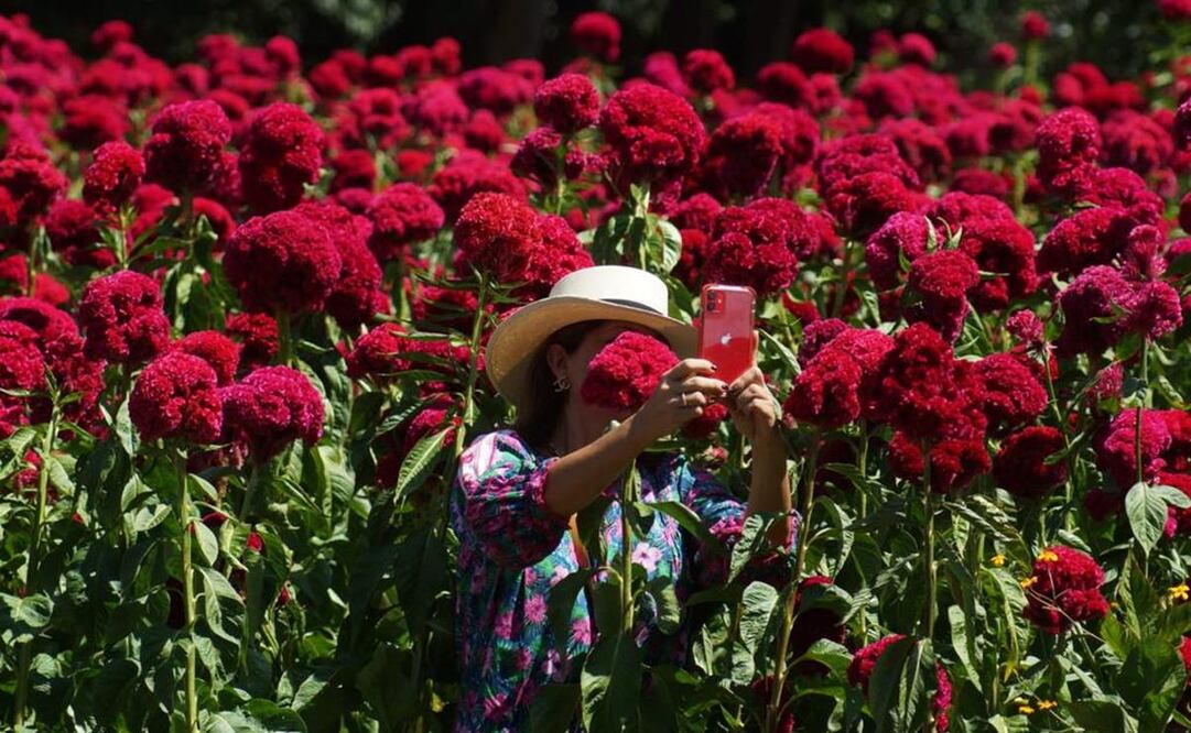 Realizan Primer Paseo Nocturno en sembradíos de cempasúchil en Ciénega Zimatlán, Oaxaca. Fotos: Edwin Hernández
