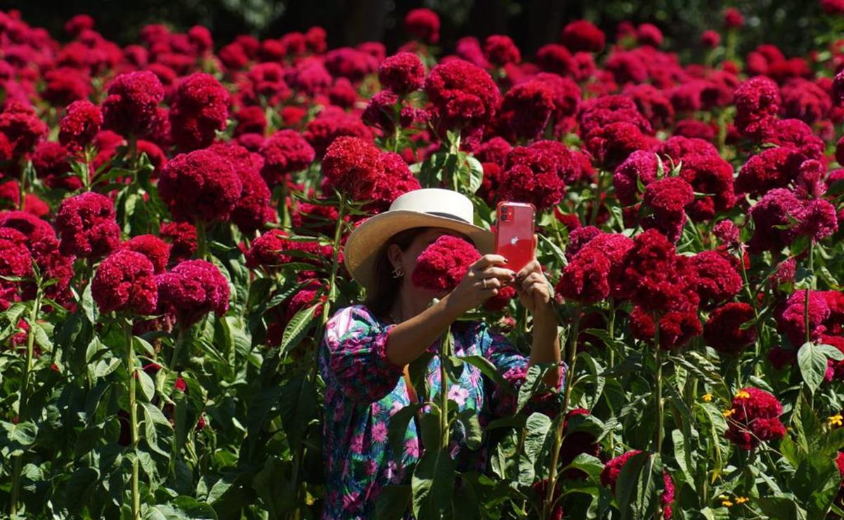 Realizan Primer Paseo Nocturno en sembradíos de cempasúchil en Ciénega Zimatlán, Oaxaca. Fotos: Edwin Hernández