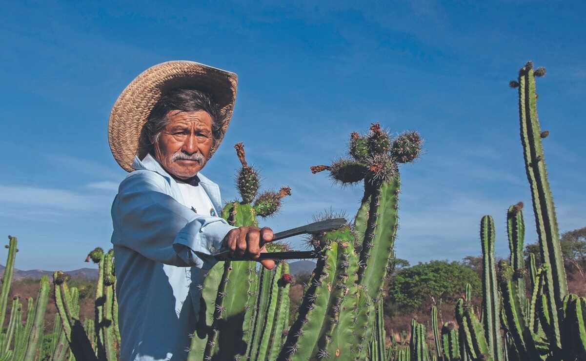 Pitayas dan 'dulce' impulso a la economía de campesinos de Tianguistengo, Mixteca de Oaxaca