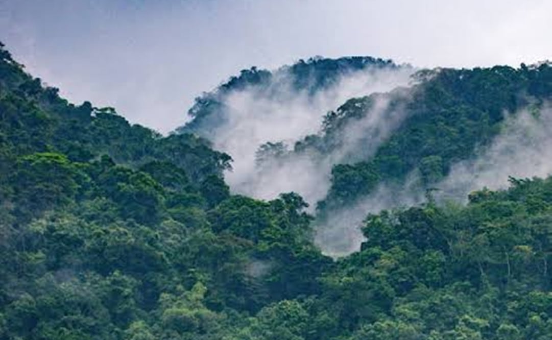 Selva de los Chimalapas, Oaxaca, nueva área destinada a la conservación por la Conanp. Foto: Archivo