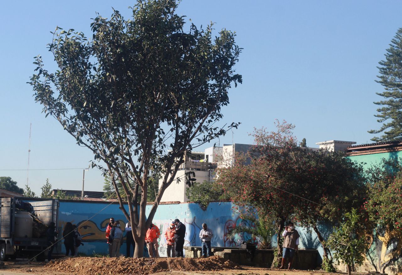 Reemplazan en la ciudad de Oaxaca árbol caído por un Higo Del Valle nativo de Cuilápam. Foto: Ayuntamiento de Oaxaca de Juárez